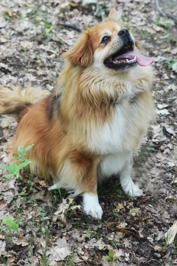 Pies do adopcji, Milanówek, 26 maja 2024 (4/5)