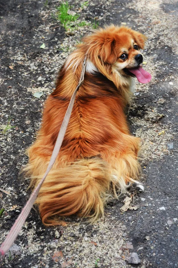 Pies do adopcji, Milanówek, 26 maja 2024 (5/5)