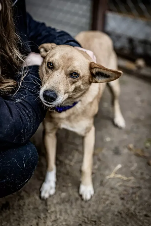 Pies do adopcji, Milanówek, 7 stycznia 2024 (2/5)