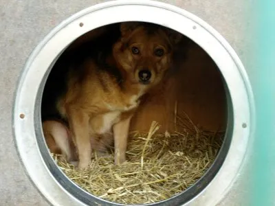 Pies do adopcji, Pabianice, 21 grudnia 2023