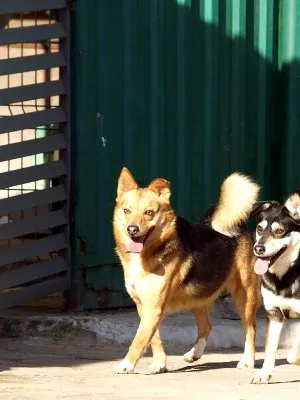 Pies do adopcji, Pabianice, 21 grudnia 2023 (1/3)