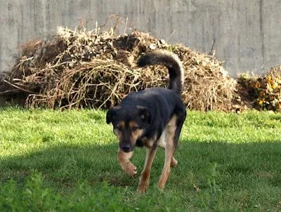 Pies do adopcji, Pabianice, 2 listopada 2019 (3/3)