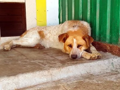 Pies do adopcji, Pabianice, 3 sierpnia 2022 (1/4)