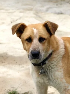 Pies do adopcji, Pabianice, 3 sierpnia 2022 (2/4)