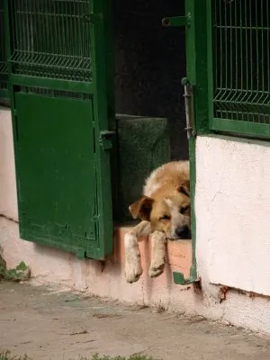 Pies do adopcji, Pabianice, 3 sierpnia 2022 (3/4)