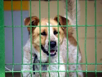 Pies do adopcji, Pabianice, 3 sierpnia 2022 (4/4)