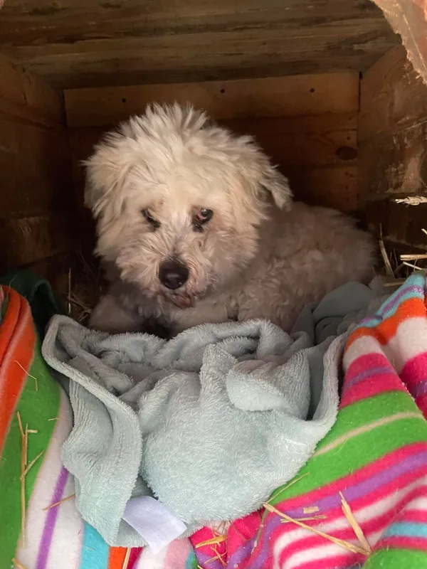 Pies do adopcji, Milanówek, 19 czerwca 2024 (1/5)