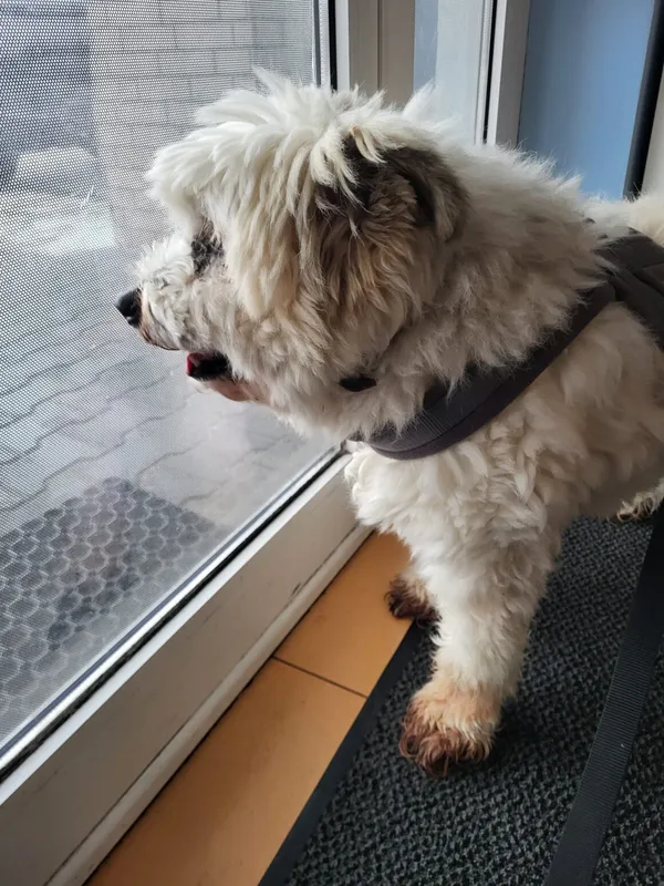 Pies do adopcji, Milanówek, 19 czerwca 2024 (3/5)