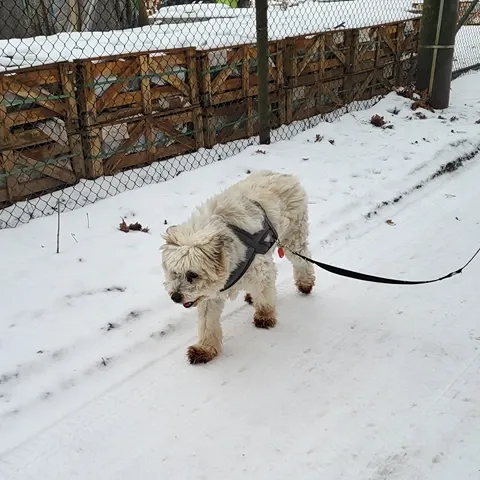 Pies do adopcji, Milanówek, 19 czerwca 2024 (4/5)