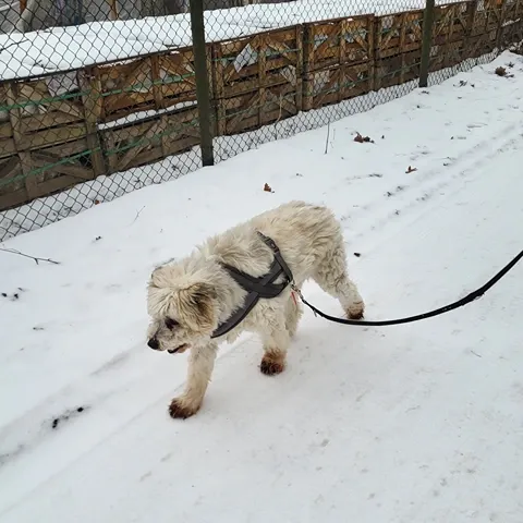 Pies do adopcji, Milanówek, 19 czerwca 2024 (5/5)