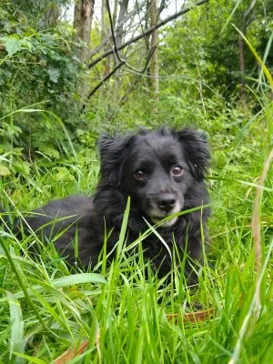 Pies do adopcji, Pabianice, 27 października 2021 (1/5)