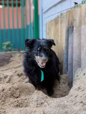 Pies do adopcji, Pabianice, 27 października 2021 (2/5)