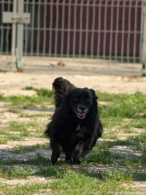 Pies do adopcji, Pabianice, 27 października 2021 (4/5)