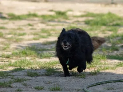 Pies do adopcji, Pabianice, 27 października 2021 (5/5)