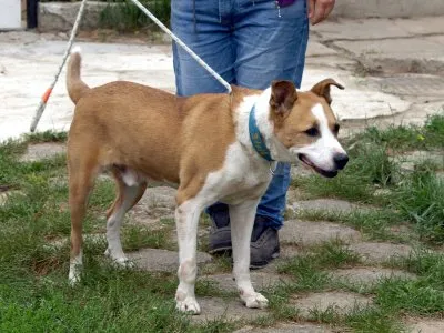 Pies do adopcji, Pabianice, 29 grudnia 2021 (3/3)