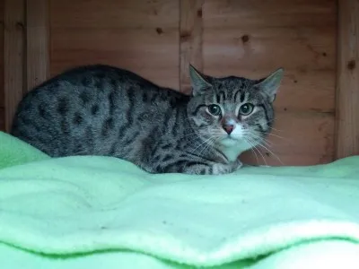 Kot do adopcji, Milanówek, 2 grudnia 2023 (1/3)