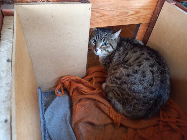 Kot do adopcji, Milanówek, 2 grudnia 2023 (2/3)