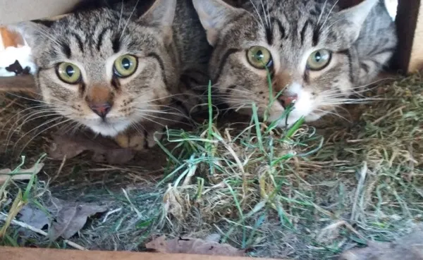 Kot do adopcji, Milanówek, 2 grudnia 2023 (3/3)