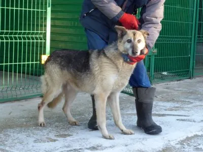 Pies do adopcji, Pabianice, 29 grudnia 2021