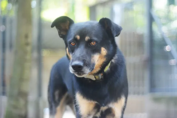 Pies do adopcji, Milanówek, 18 sierpnia 2024 (2/5)