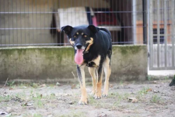 Pies do adopcji, Milanówek, 18 sierpnia 2024 (3/5)