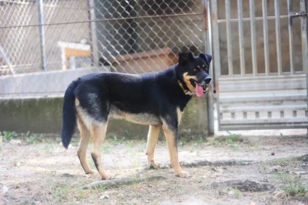 Pies do adopcji, Milanówek, 18 sierpnia 2024 (4/5)