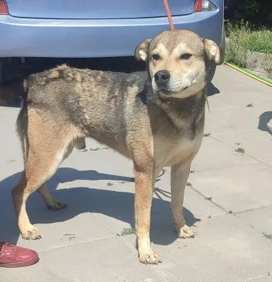 Pies do adopcji, Pabianice, 22 czerwca 2023 (1/5)