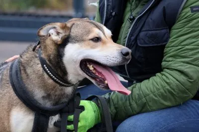 Pies do adopcji, Pabianice, 22 czerwca 2023 (3/5)