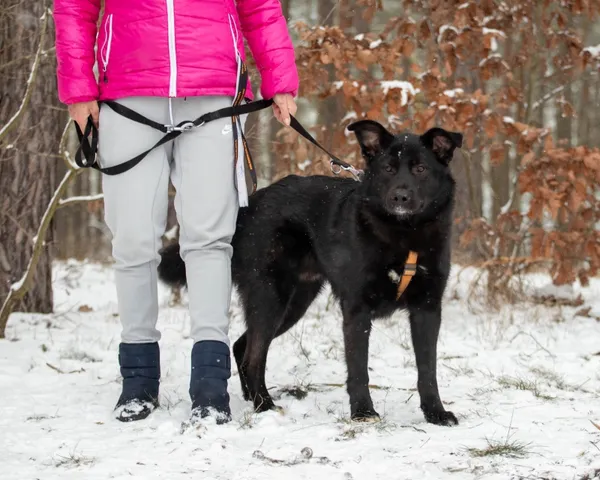 Pies do adopcji, Piła, 24 lipca 2023 (1/3)