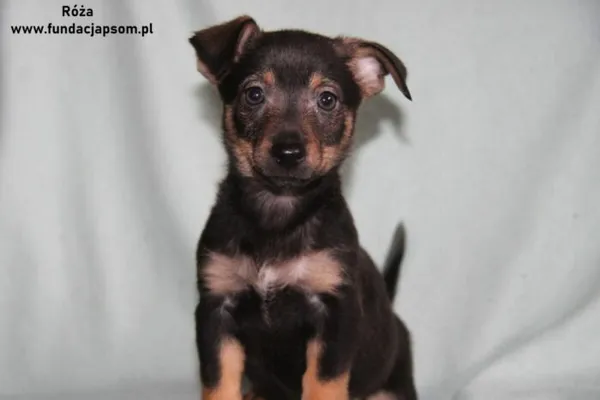 Pies do adopcji, Nowy Dwór Mazowiecki, 20 stycznia 2024 (1/4)
