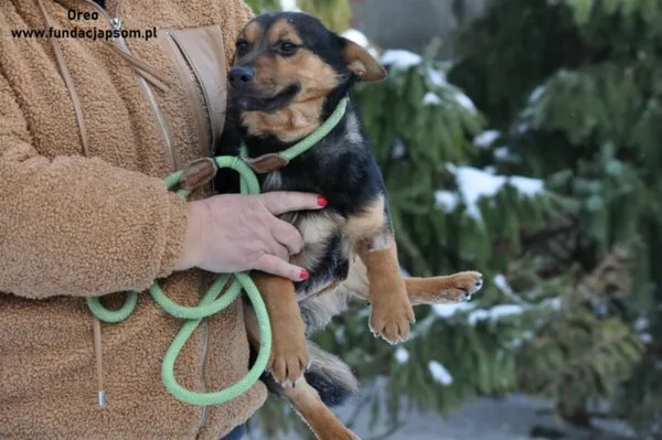 Pies do adopcji, Nowy Dwór Mazowiecki, 19 stycznia 2024 (2/3)