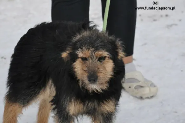 Pies do adopcji, Nowy Dwór Mazowiecki, 19 stycznia 2024 (2/3)