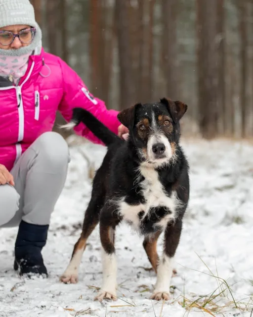 Pies do adopcji, Piła, 6 września 2023 (2/3)