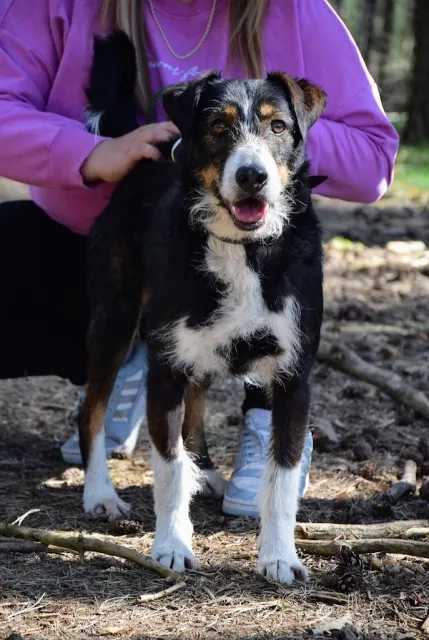 Pies do adopcji, Piła, 6 września 2023 (1/5)