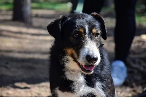 Pies do adopcji, Piła, 6 września 2023 (3/5)