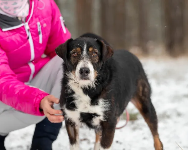 Pies do adopcji, Piła, 6 września 2023 (4/5)