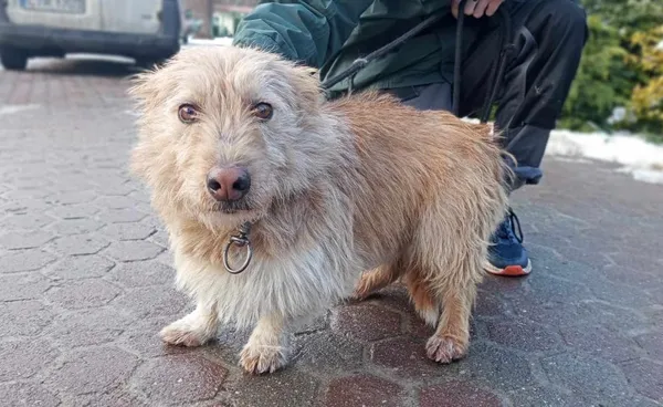 Znaleziono psa, Toruń, 21 stycznia 2024