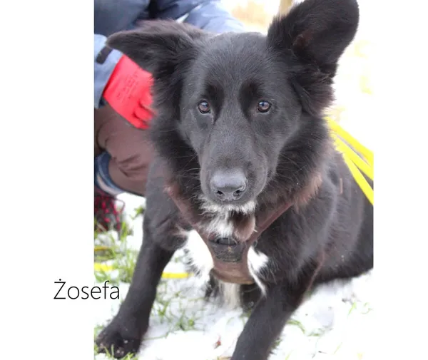 Pies do adopcji, Przyborówko, 23 stycznia 2024 (3/3)