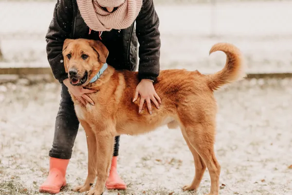 Pies do adopcji, Czartki, 23 stycznia 2024 (5/5)