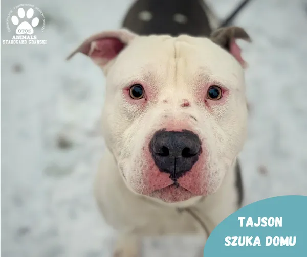 Pies do adopcji, Starogard Gdański, 24 stycznia 2024 (1/2)