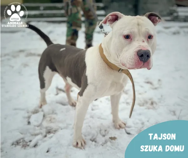 Pies do adopcji, Starogard Gdański, 24 stycznia 2024 (2/2)