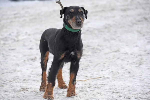 Pies do adopcji, Ropczyce, 24 stycznia 2024