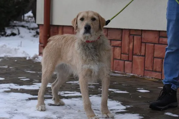 Pies do adopcji, Ropczyce, 24 stycznia 2024