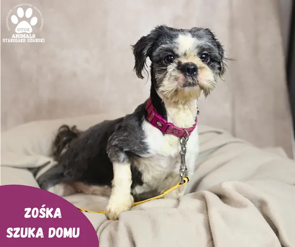 Pies do adopcji, Starogard Gdański, 24 stycznia 2024 (2/2)