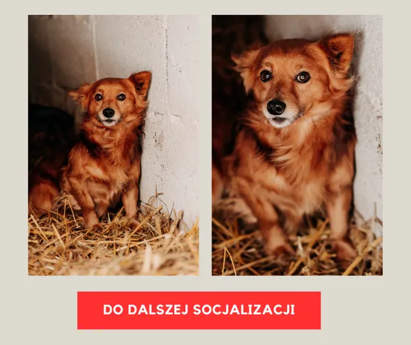 Pies do adopcji, Czartki, 26 stycznia 2024