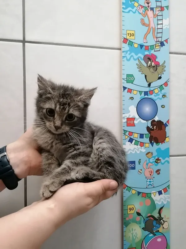 Kot do adopcji, Kielce, 25 stycznia 2024