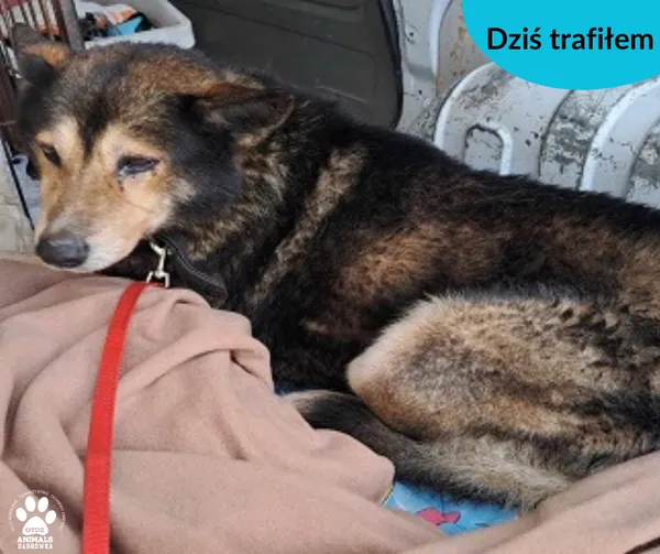 Znaleziono psa, Dąbrówka, 21 stycznia 2024