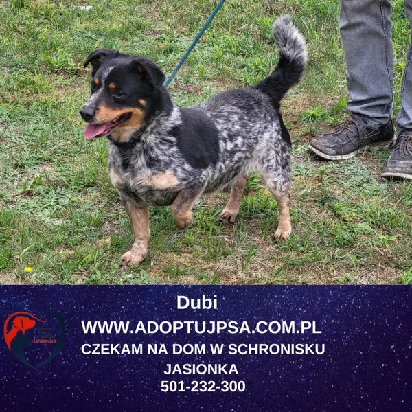 Znaleziono psa, Dębniak, 25 stycznia 2024