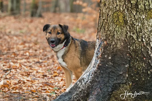 Pies do adopcji, Zgierz, 27 stycznia 2024 (2/5)