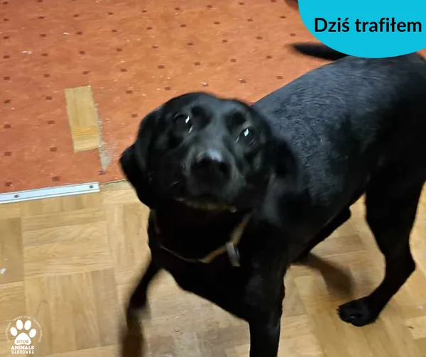 Znaleziono psa, Dąbrówka, 25 stycznia 2024